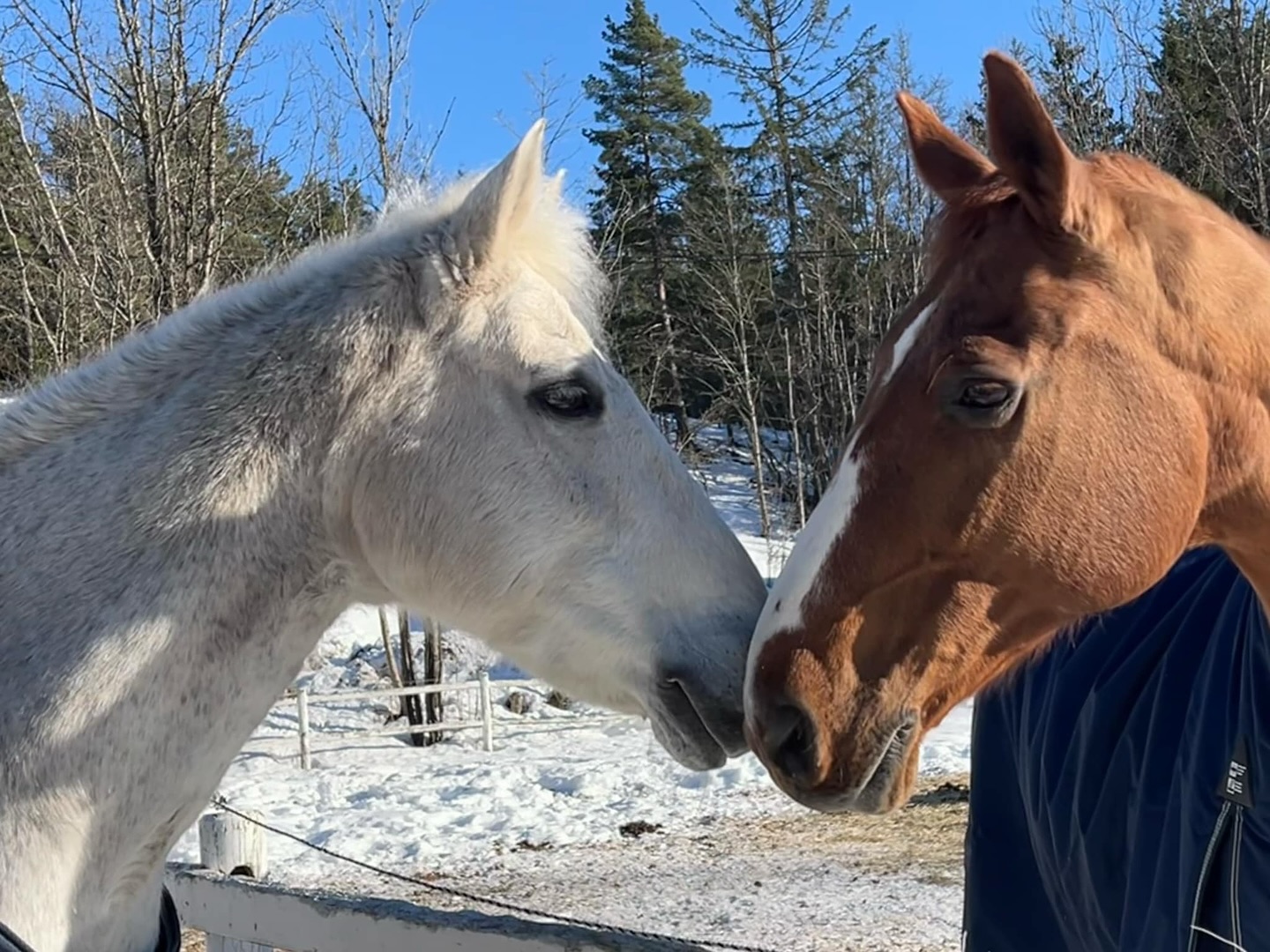 To hester koser med hverandre, Kåre, hvit hest, og Balou, brun hest